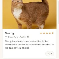 Litterboxd: iOS App Launches as Social Cataloging Platform for Cat Encounters